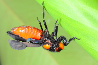 Cicada, Huechys sanguinea (Cicadidae)