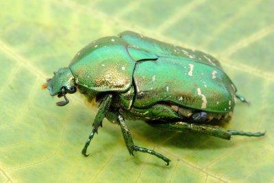 Oriental Flower Beetle, Protaetia orientalis (Scarabaeidae)