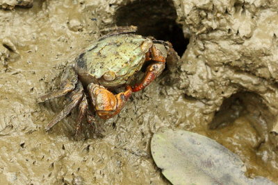 Red-clawed Crab, Perisesarma bidens