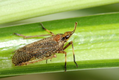 Partridge Bug (Scolops sulcipes), family Dictyopharidae