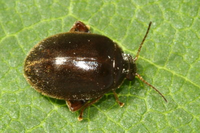 Scirtes tibialis