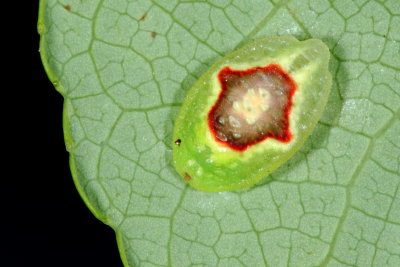 Red-crossed Button Slug, Hodges#4653 Tortricidia pallida, family Limacodidae