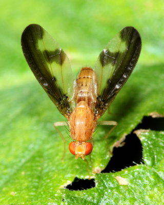 Flutter Fly (Toxonevra superba), family Pallopteridae