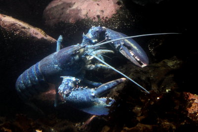 American Lobster (Homarus americanus)