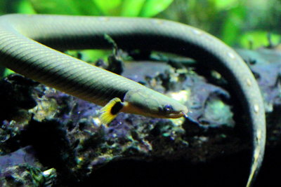 Ropefish (Erpetoichthys calabaricus)