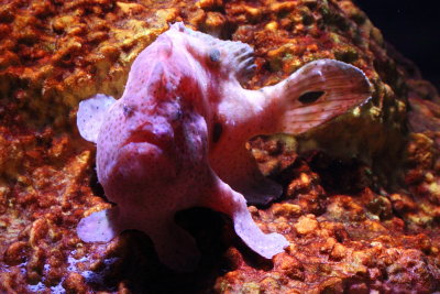 Ocellated Frogfish (Fowlerichthys ocellatus)