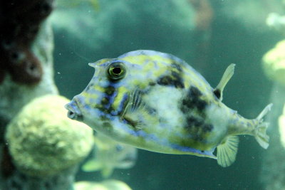 Scrawled Cowfish (Acanthostracion quadricornis)