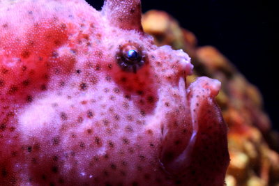 Ocellated Frogfish (Fowlerichthys ocellatus)