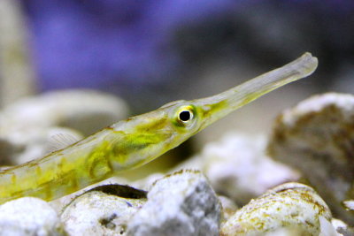 Pipefish