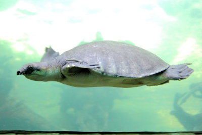 Fly River Turtle (Carettochelys insculpta)