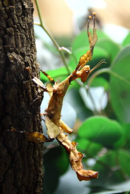 Macleay's Spectre (Extatosoma tiaratum)