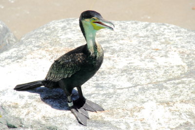 White-breasted Cormorant (Phalacrocorax lucidus)