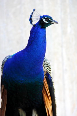 Indian Peafowl (Pavo cristatus)