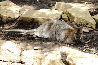 Bennett's Wallaby (Macropus r. rufogriseus)