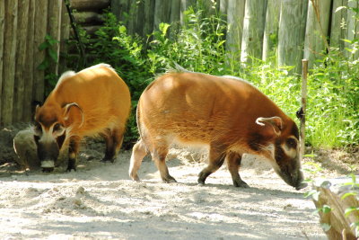 Red River Hogs (Potamochoerus porcus)