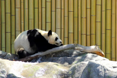 Giant Panda (Ailuropoda melanoleuca)