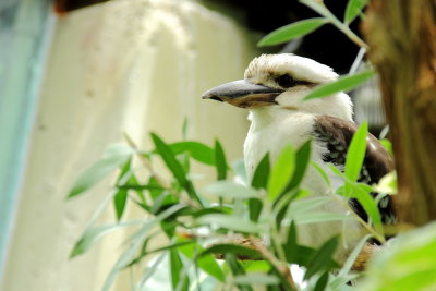 Laughing Kookaburra (Dacelo novaeguineae)