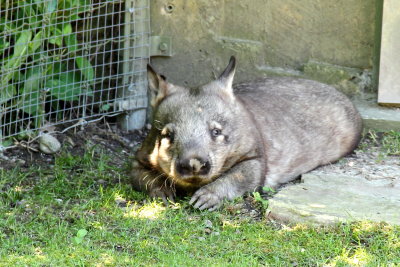 Southern Hairy-nosed Wombat (Lasiorhinus latifrons)
