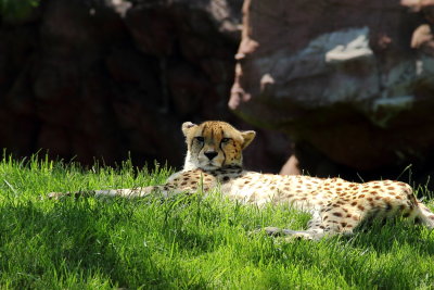 Cheetah (Acionyx jubatus)