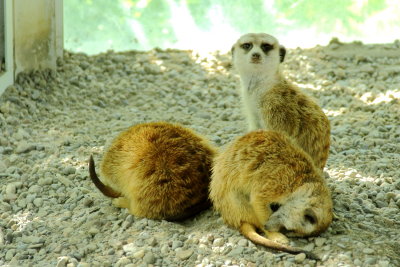 Meerkats (Suricata suricatta)