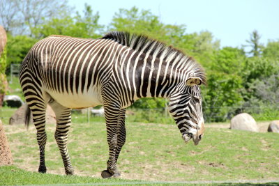 Grevy's Zebra (Equus grevyi)