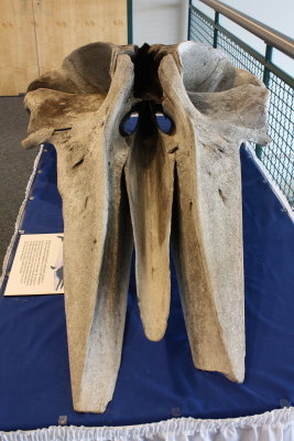 Common Minke Whale (Balaenoptera acutorostrata)