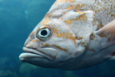 Canary Rockfish (Sebastes pinniger)
