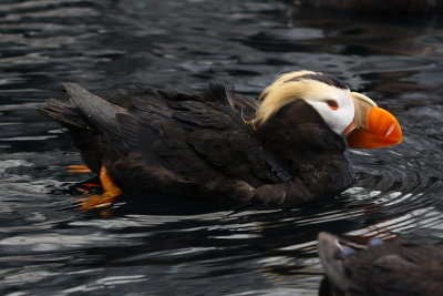 Tufted Puffin (Fratercula cirrhata)