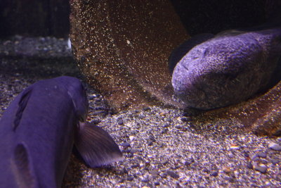 Wolf Eel (Anarhichas lupus)