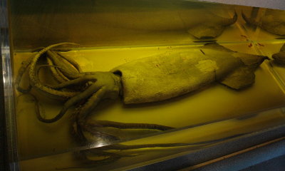 Pacific Giant Squid (Moroteuthis robusta)