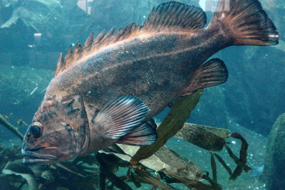 Blackspotted Rockfish (Sebastes melanostictus)