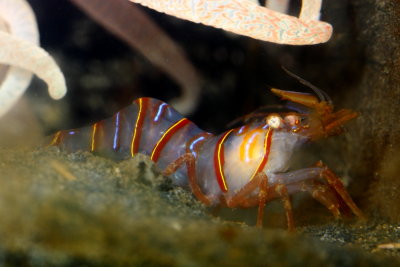 Candy Stripe Shrimp (Lebbeus grandimanus)