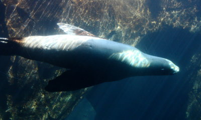 Steller Sea Lion (Eumetopias jubatus)