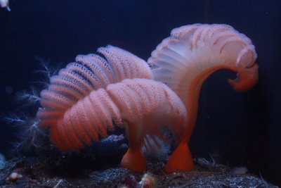 Sea Pens (Ptilosarcus gurneyi)