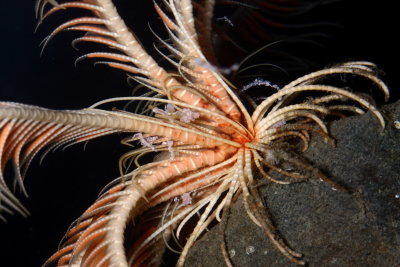 Common Feather Star (Florometra serratissima)