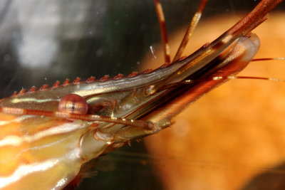 Spot Shrimp (Pandalus platyceros)