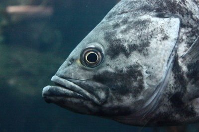 Black Rockfish (Sebastes melanops)