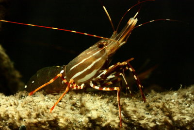 Spot Shrimp (Pandalus platyceros)