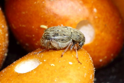 Bean Weevil (Acanthoscelides obtectus)