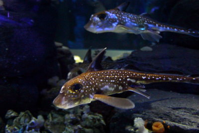 Spotted Ratfish (Hydrolagus colliei)