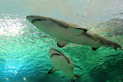 Sand Tiger Sharks (Carcharias taurus)
