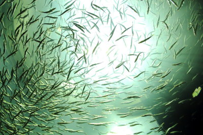 swarming herring