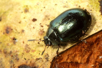 Imported Willow Leaf Beetle (Plagiodera versicolora)