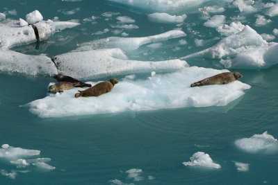 Harbour Seals (Phoca vitulina)