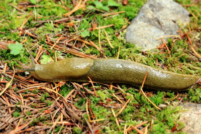 Pacific Bananaslug (Ariolimax columbianus)