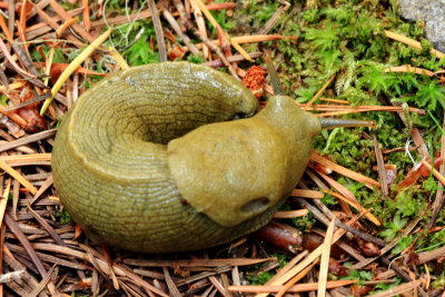 Pacific Bananaslug (Ariolimax columbianus)