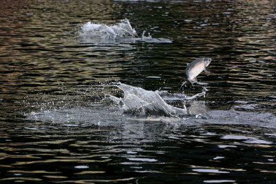 Pink Salmon leaping