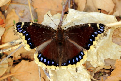 Mourning Cloak (Nymphalis antiopa)