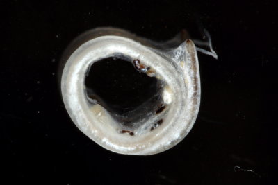 Anisakis sp. (Anisakidae)