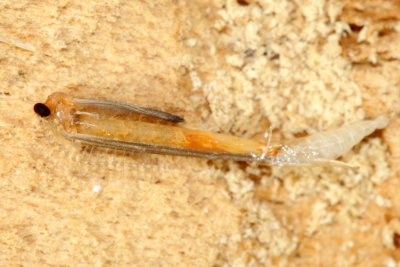 Gall Midge (Porricondylinae)